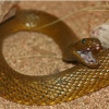 InlandTaipanSnake
