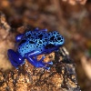 PoisonDartFrogbuzzle