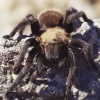 TheBrazilianWanderingSpider