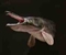Alligator gars