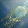 Boxjellyfishabc.netdalam