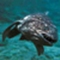 Coelacanth