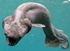 Frilled shark