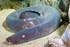 Hagfish