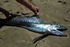 Lancetfish