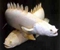 Polypterus senegalus