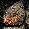 Stonefish
